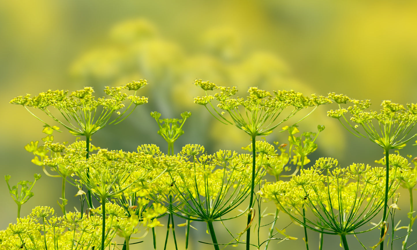 300 SWEET FLORENCE FENNEL Foeniculum Vulgare Azoricum Herb Vegetable Flower Seeds