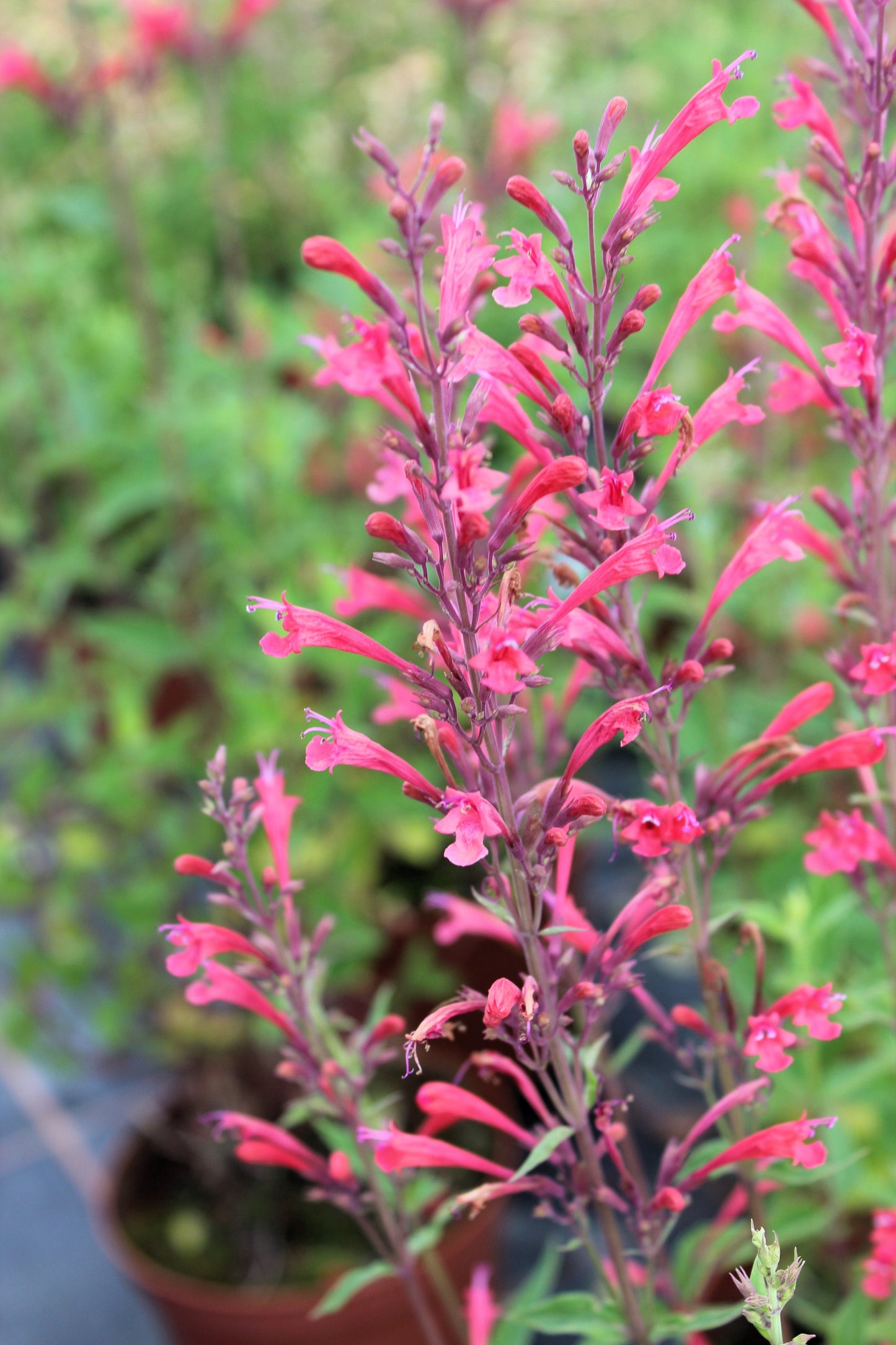 30 Red AGASTACHE HEATHER QUEEN Hummingbrid Mint Hyssop Flower Herb Seeds