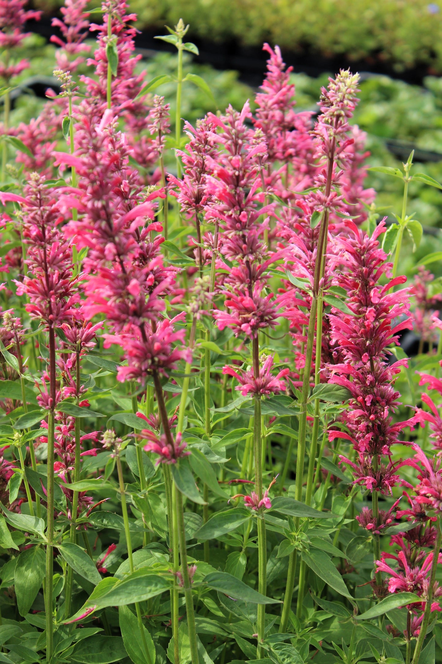 30 Red AGASTACHE HEATHER QUEEN Hummingbrid Mint Hyssop Flower Herb Seeds