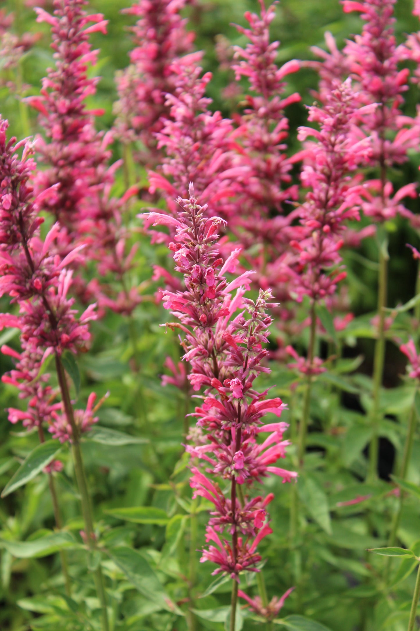 30 Red AGASTACHE HEATHER QUEEN Hummingbrid Mint Hyssop Flower Herb Seeds