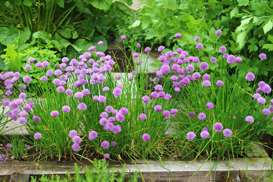 500 CHIVE Allium Schoenoprasum Vegetable Seeds