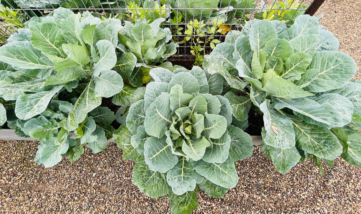 250 VATES COLLARDS Collard Greens Brassica Oleracea Acephala Vegetable Seeds