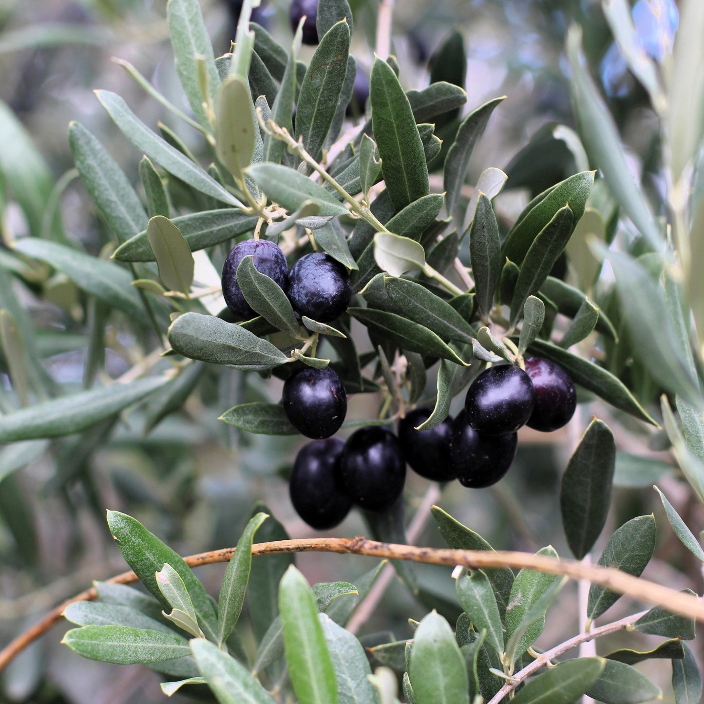 10 CANINO OLIVE TREE Olea Europaea Canino Edible European Common Green Black Fruit Seed