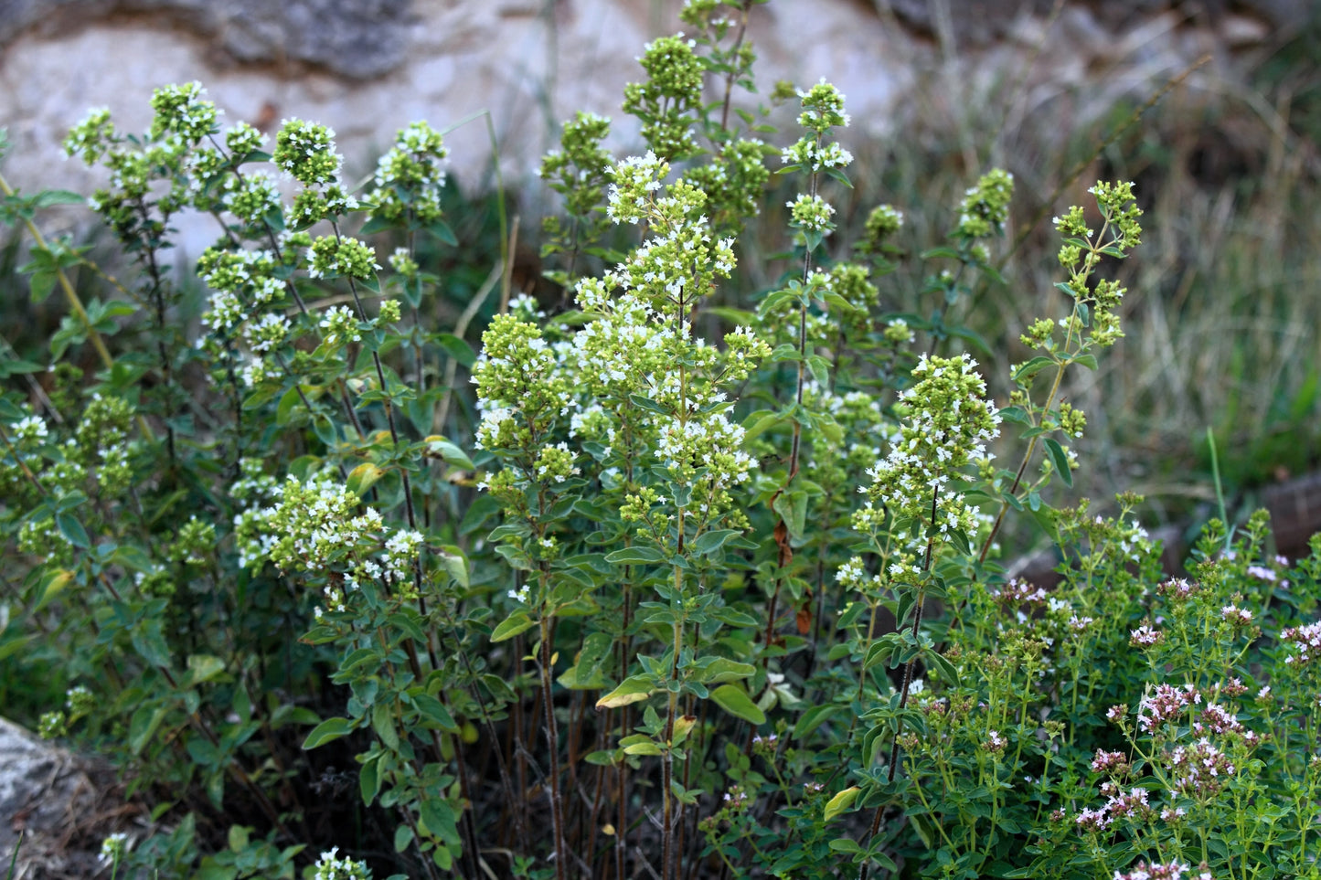 500 GREEK OREGANO Italian / Winter Marjoram Origanum Vulgare Hirtum Herb Seeds