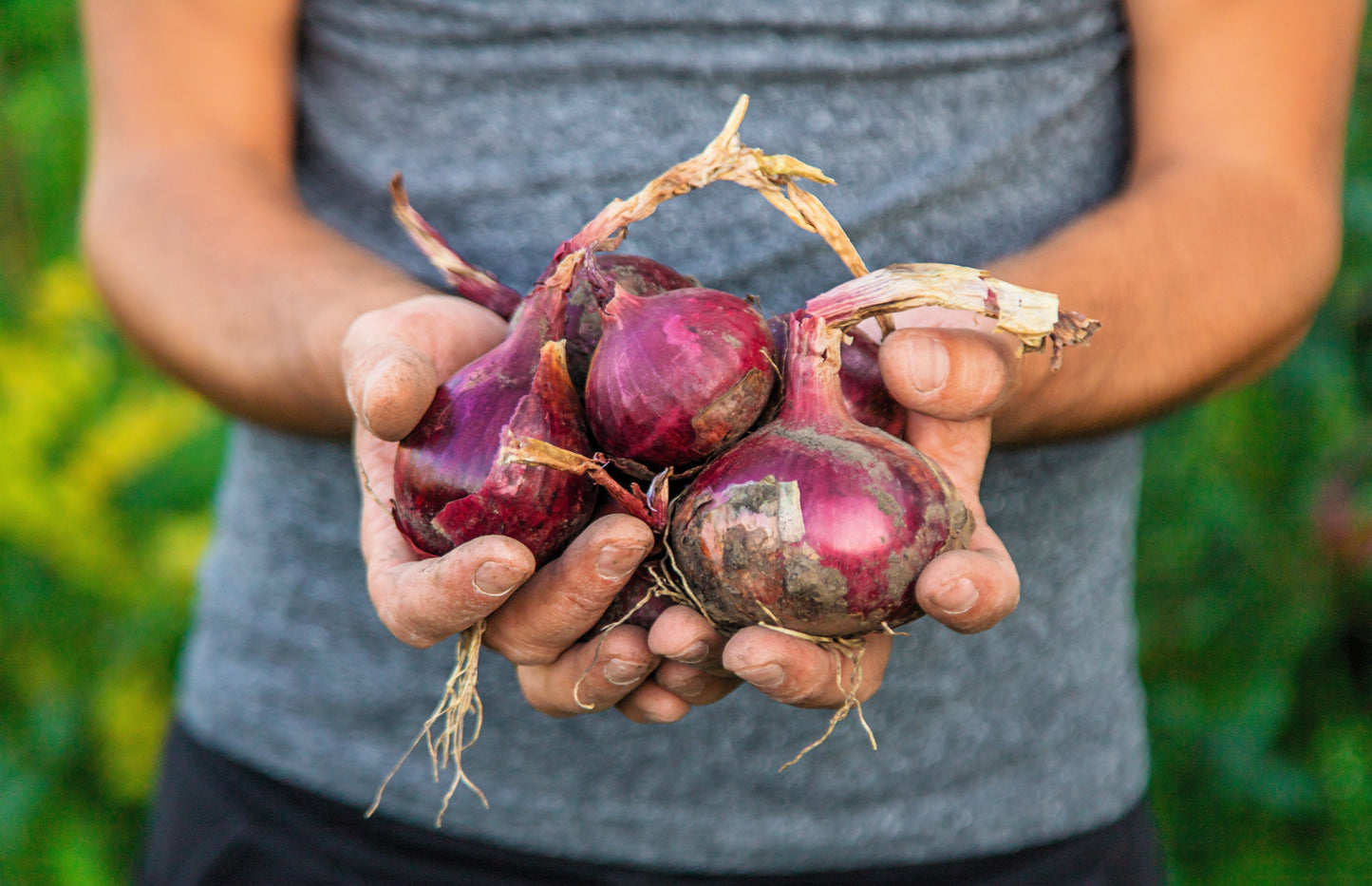 250 RED BURGUNDY ONION Allium Cepa Vegetable Seeds