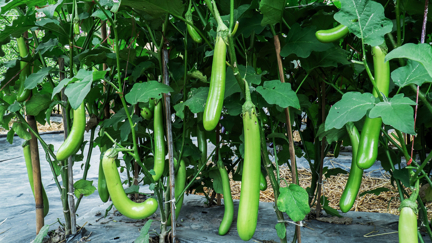 25 Louisiana LONG GREEN EGGPLANT Solanum Melongena Fruit Vegetable Seeds