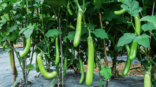 25 Louisiana LONG GREEN EGGPLANT Solanum Melongena Fruit Vegetable Seeds