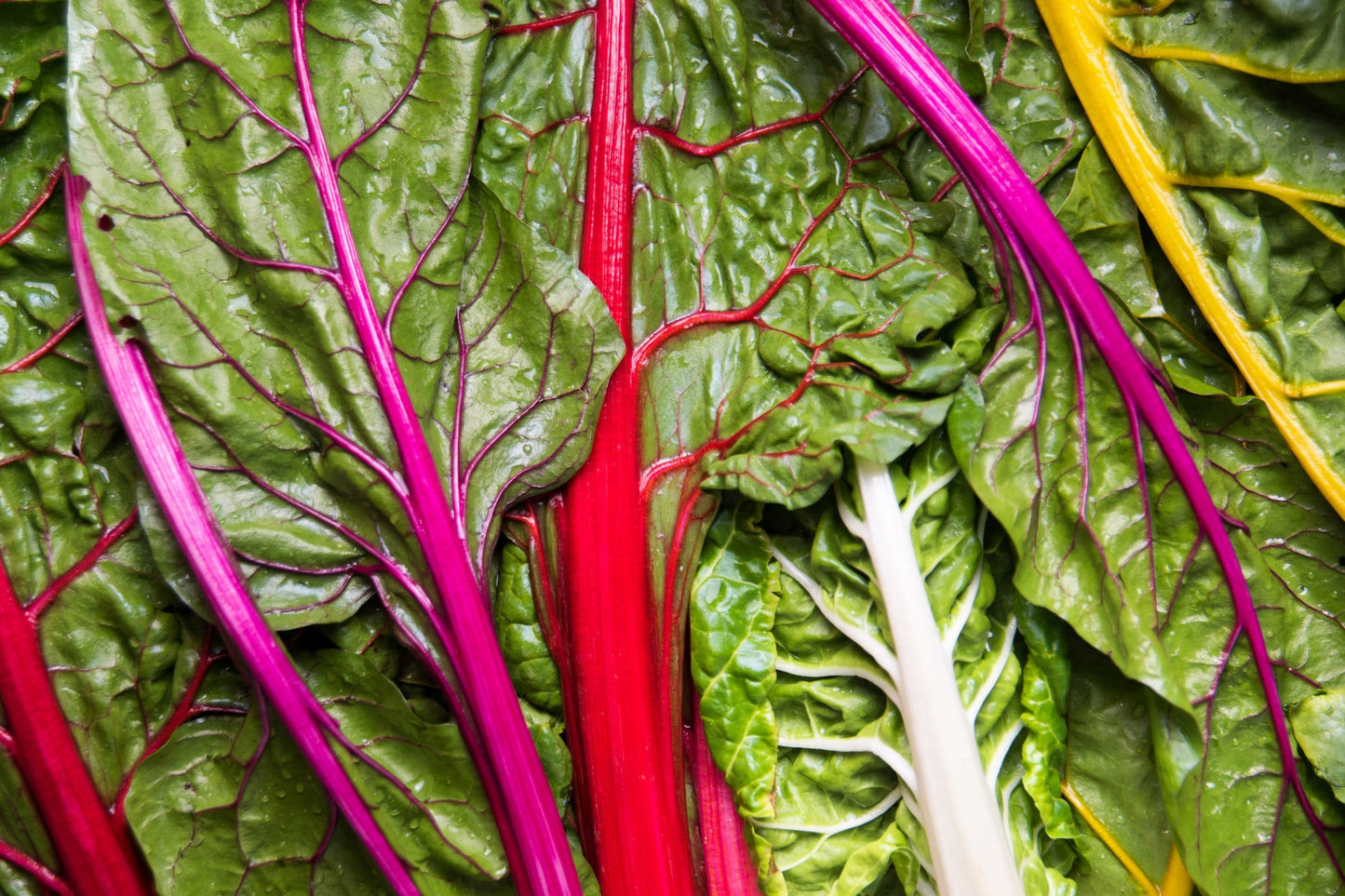 150 RAINBOW MIX SWISS CHARD Mixed Colors Beta Vulgaris Vegetable Seeds