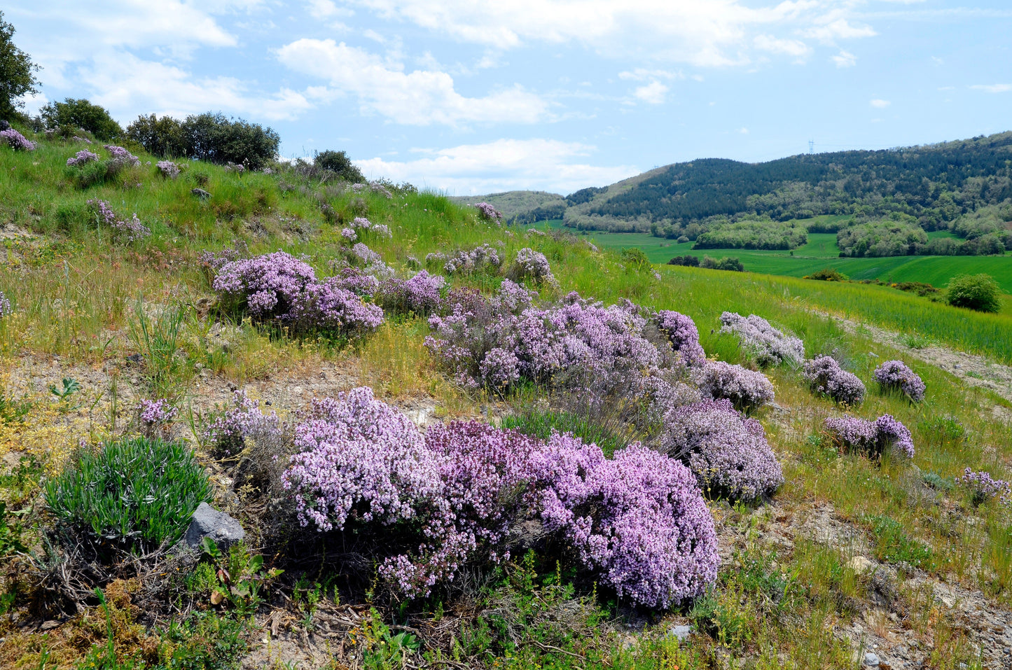 1000 THYME Common, English, German, French, Garden, or Winter Thymus Vulgaris Herb Flower Seeds