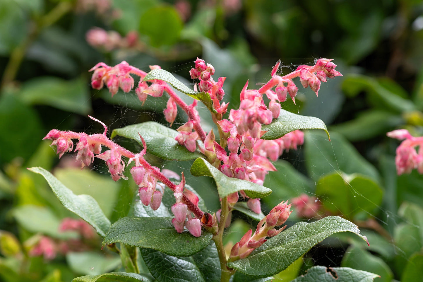 40 SALAL BERRY Gaultheria Shallon Pink White Flowers Blue Fruit Shrub Seeds
