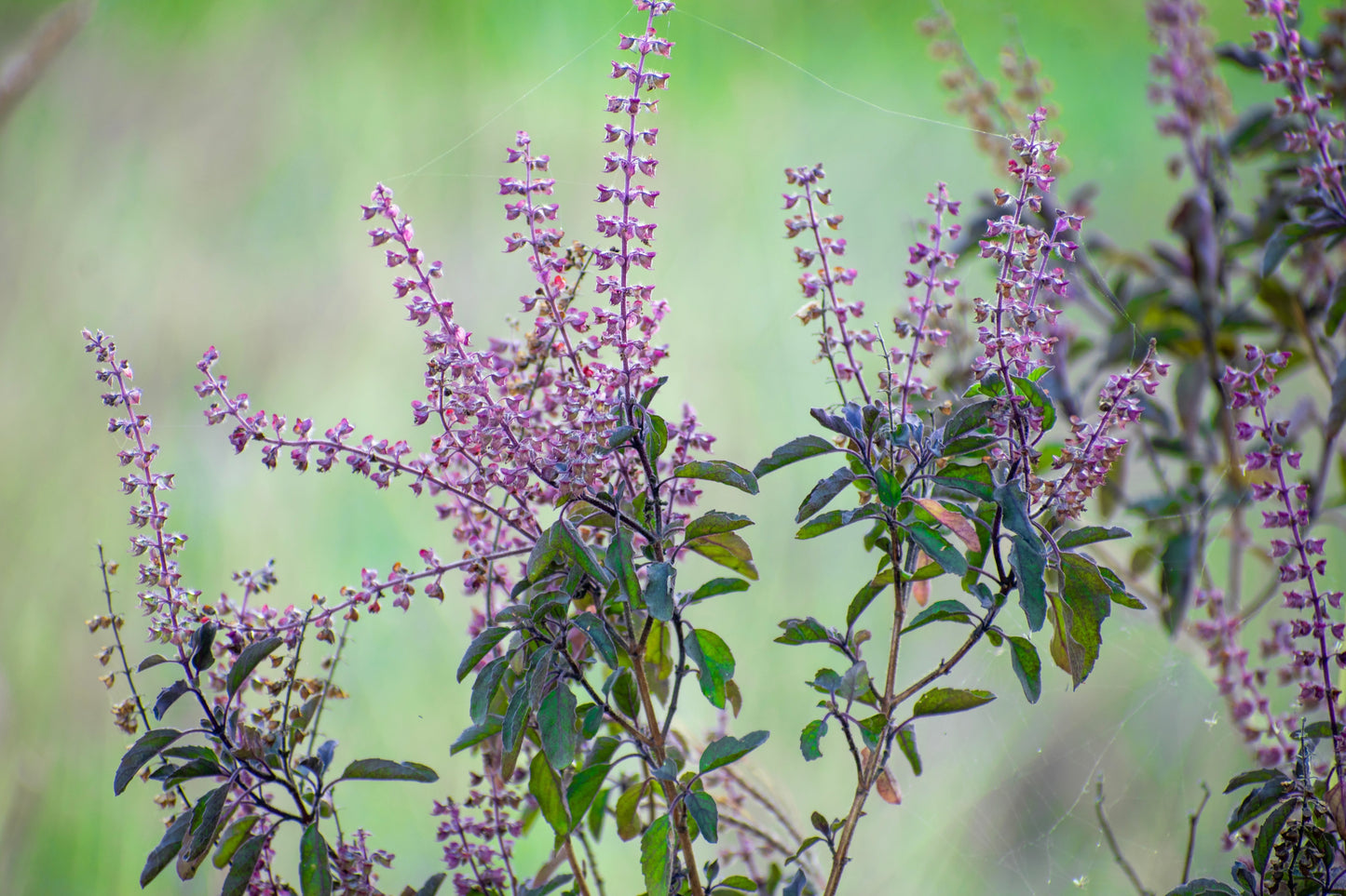 250 Green Tulsi HOLY BASIL Ocimum Sanctum Tenuiflorum Herb Flower Seeds
