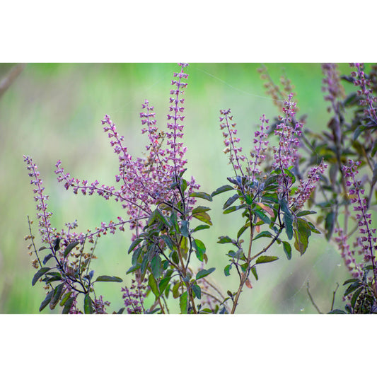 250 Green Tulsi HOLY BASIL Ocimum Sanctum Tenuiflorum Herb Flower Seeds