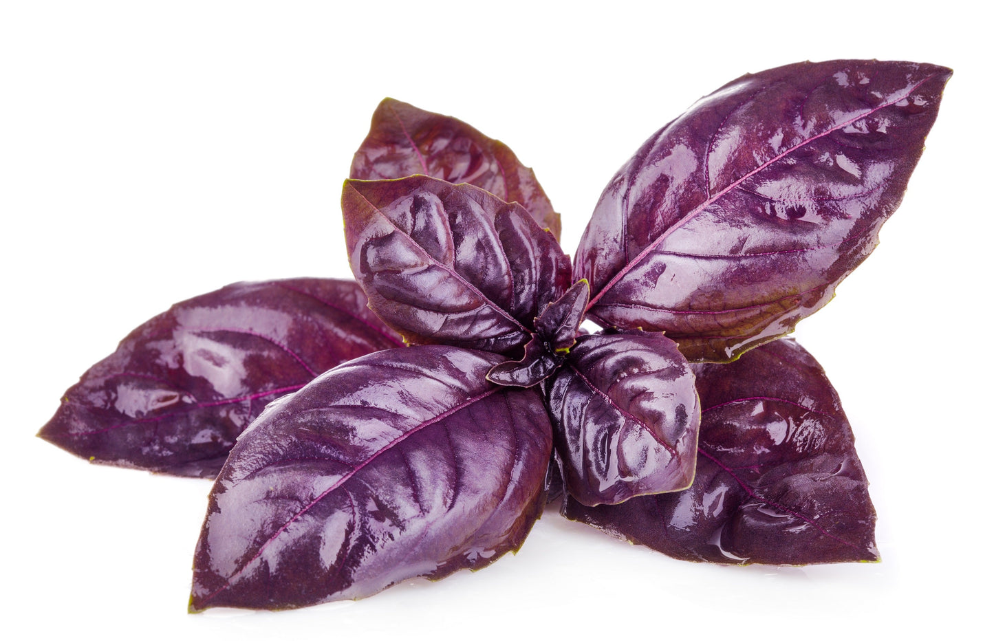 500 RED RUBIN BASIL Ocimum Basilicum Purpurascens Spicy Herb White & Lavender Flowers Seeds
