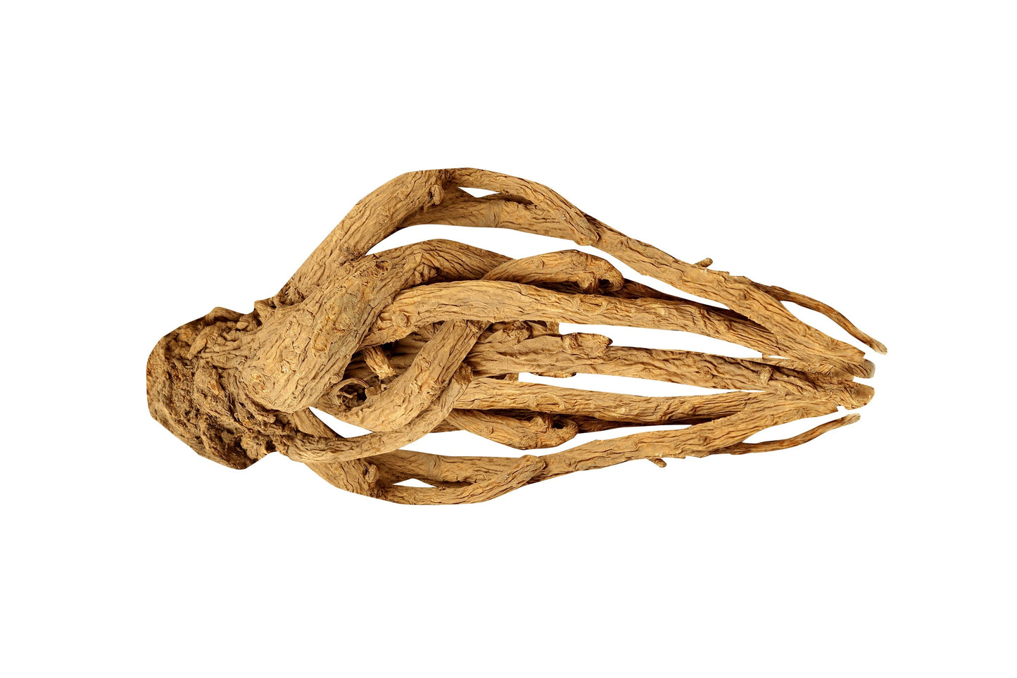 30 ANGELICA Archangelica Officinalis Edible Archangel / Holy Ghost Herb Seeds