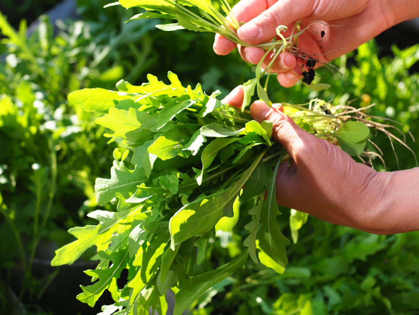 2000 ROQUETTE ARUGULA aka Rocket / Rucola / Rugula - Eruca Vesicaria Sativa Herb Vegetable Seeds