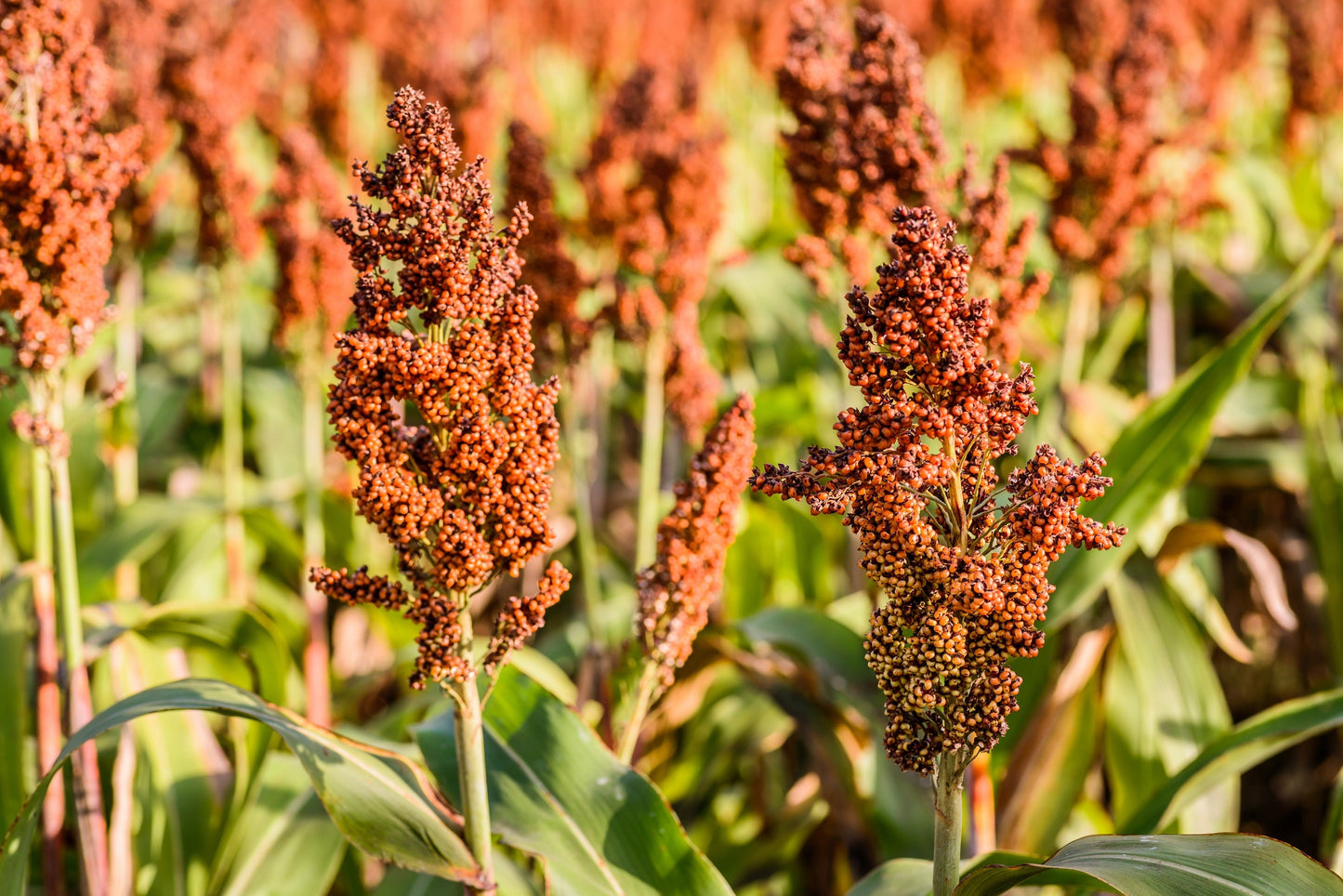 50 HONEY DRIP SORGHUM Bicolor Honey Drop Syrup Grain Vegetable Seeds