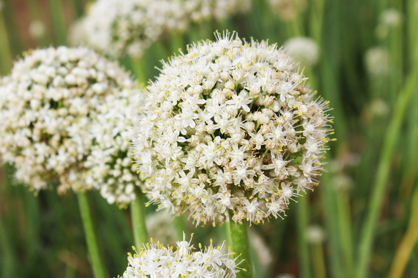 500 Sweet YELLOW SPANISH ONION Allium Cepa Vegetable Seeds
