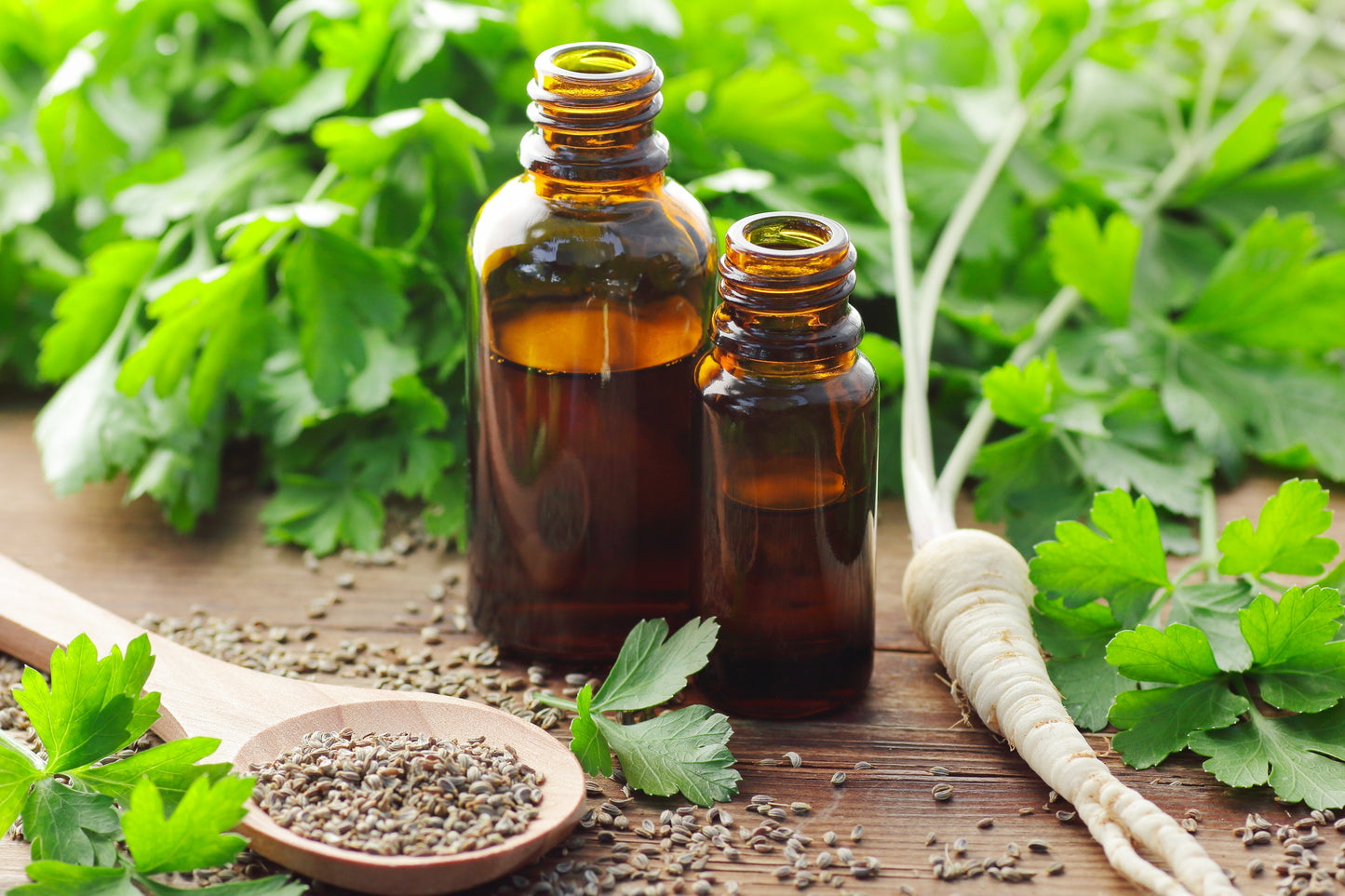 1000 GIANT ITALIAN Flat Leaf PARSLEY Petroselinum Crispum Neapolitanum Herb Vegetable Flower Seeds