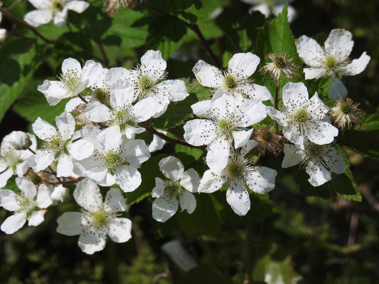 100 BLACKBERRY Fruit Bush Rubus Allegheniensis Seeds
