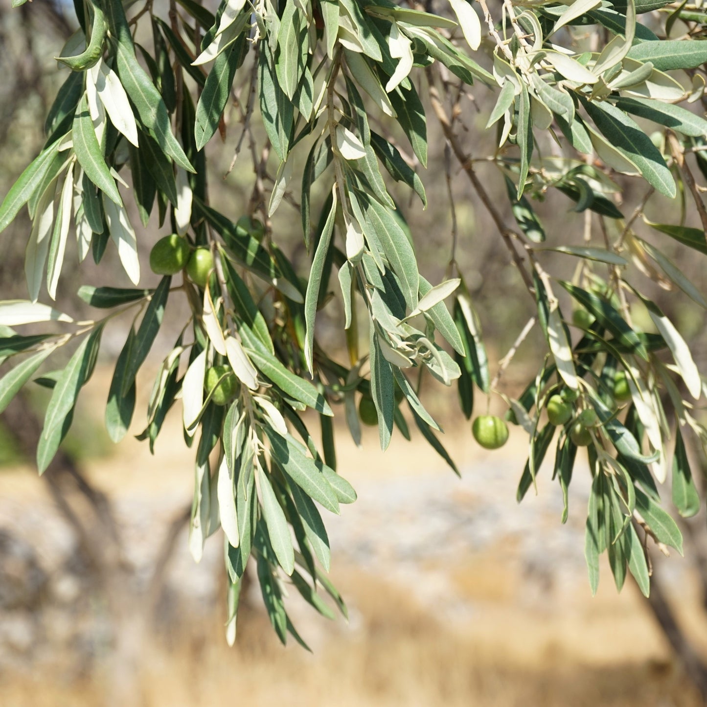 10 CANINO OLIVE TREE Olea Europaea Canino Edible European Common Green Black Fruit Seed
