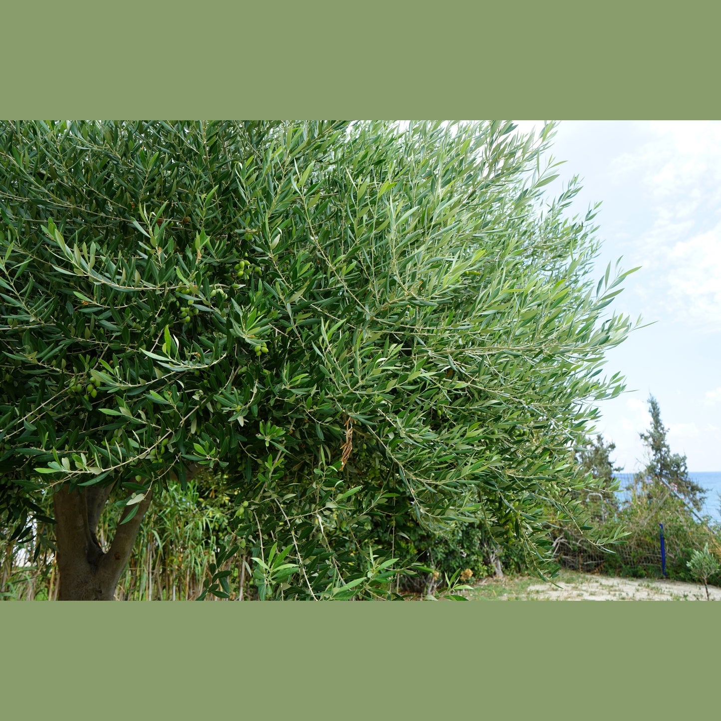 10 CANINO OLIVE TREE Olea Europaea Canino Edible European Common Green Black Fruit Seed