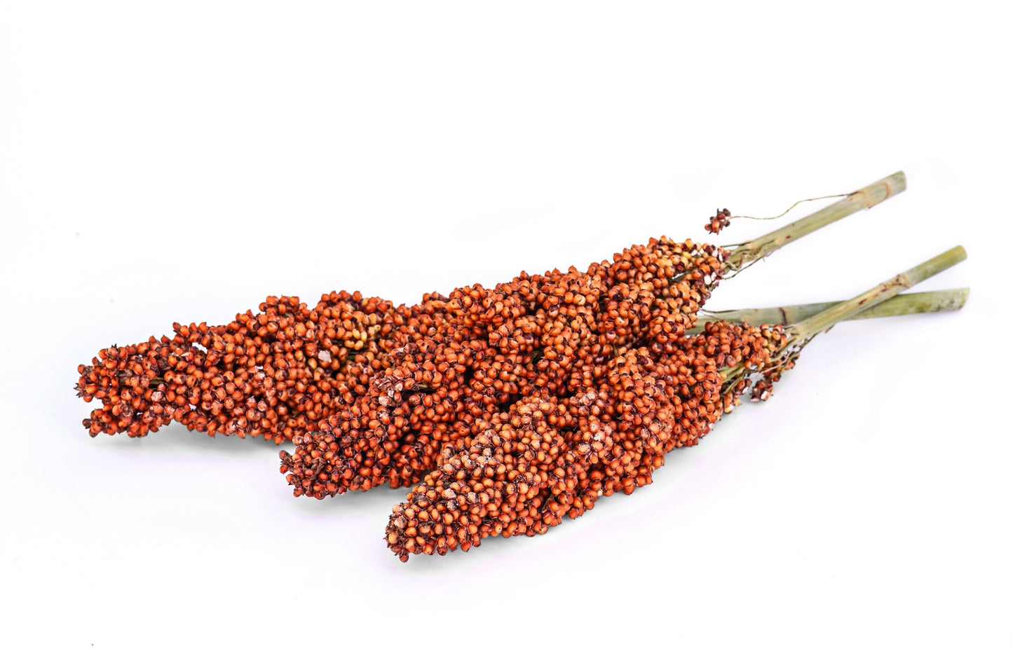 70 SUGAR DRIP SORGHUM Amber Cane Grain Sweet Syrup Vegetable Seeds