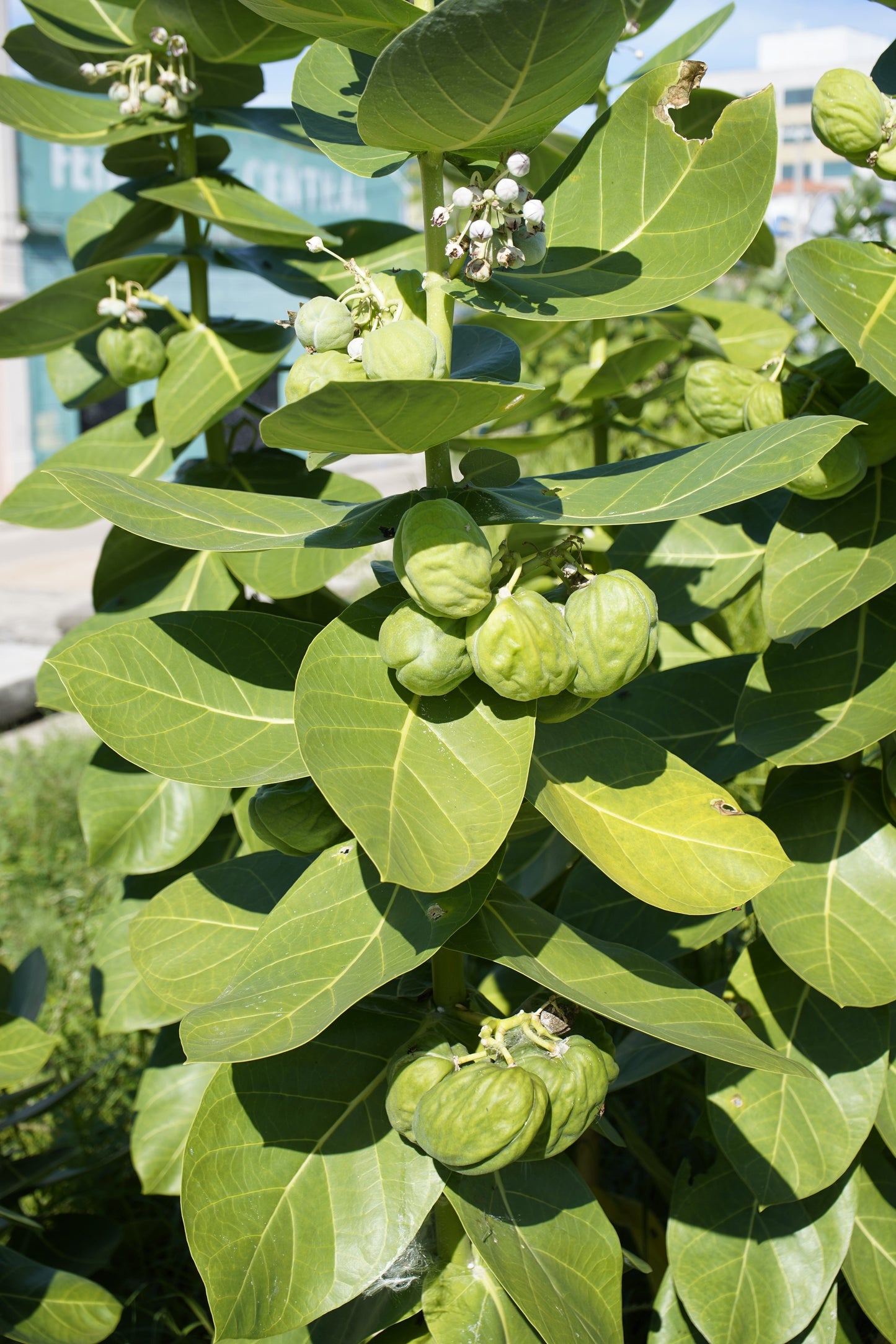 10 GIANT MILKWEED Sodom Apple Calotropis Procera Crown Flower Shrub Seeds