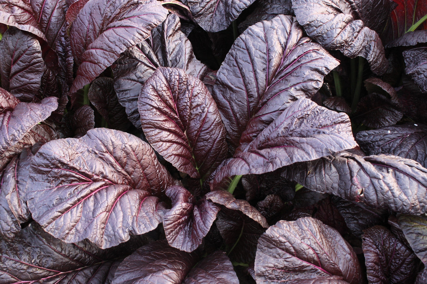 1500 RED GIANT MUSTARD Ornamental Japanese Greens Herb Vegetable Brassica Seeds