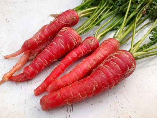 400 ATOMIC RED CARROT Daucus Carota Vegetable Seeds