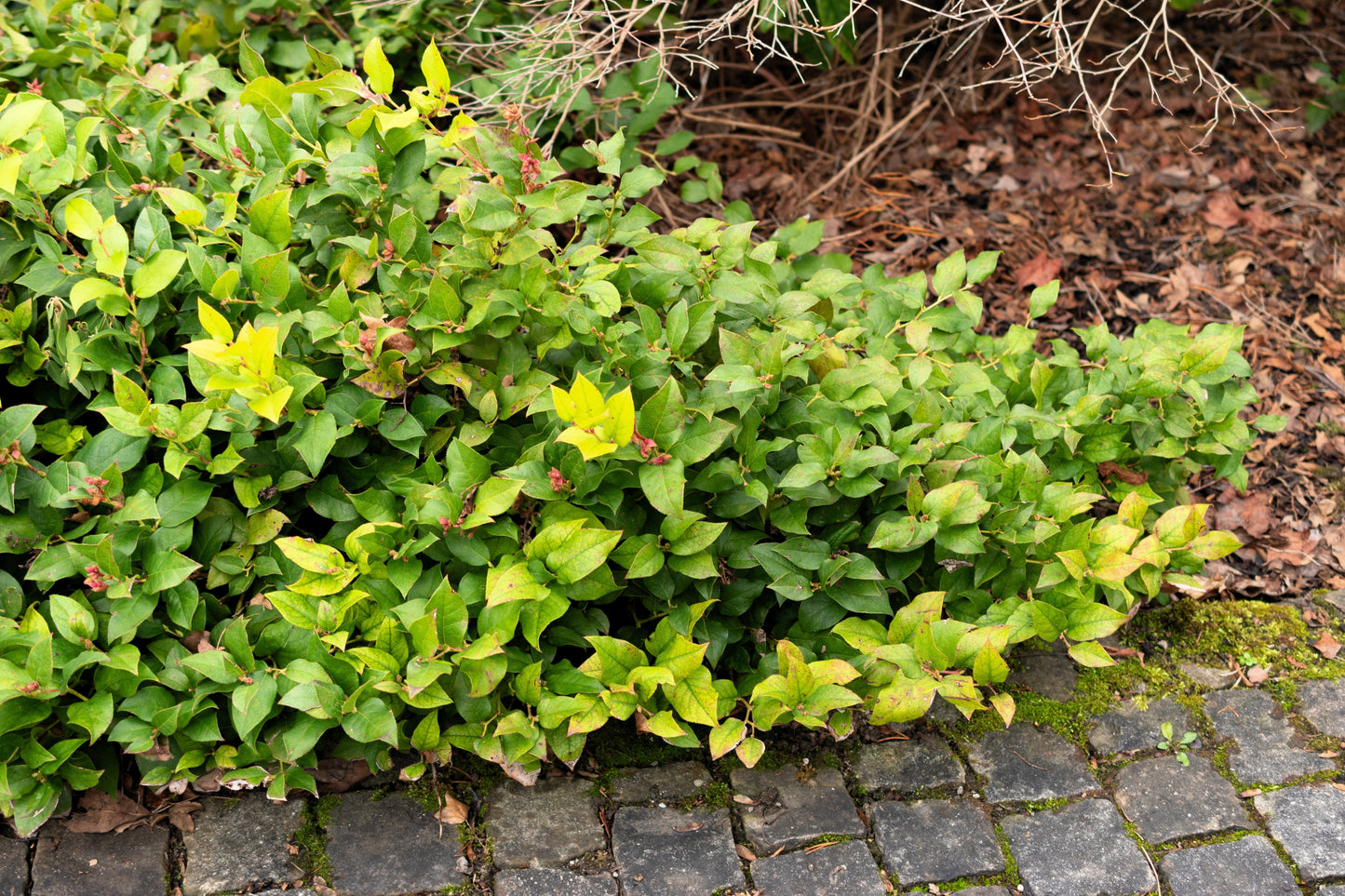 40 SALAL BERRY Gaultheria Shallon Pink White Flowers Blue Fruit Shrub Seeds