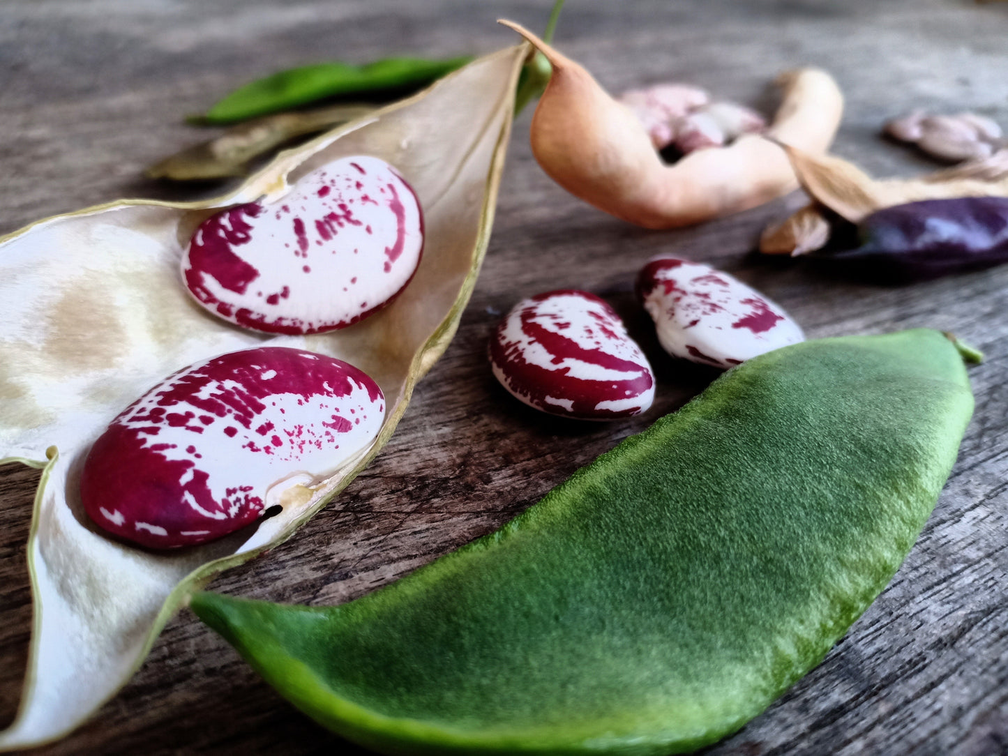 15 CHRISTMAS LIMA BEAN Calico Chestnut Phaseolus Lunatus Legume Vegetable Seeds