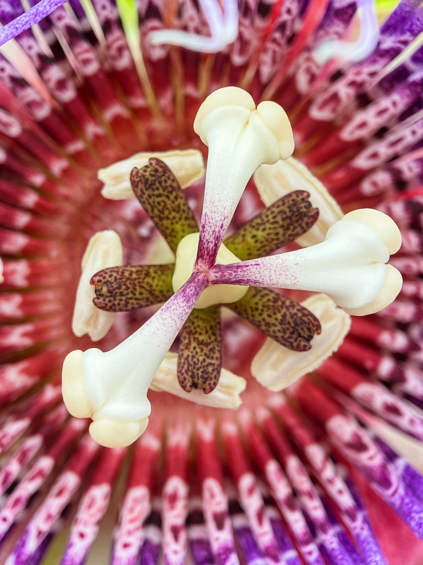 5 GIANT GRANADILLA Red Passion Flower Passiflora Quadrangularis Yellow Fruit Vine Seeds