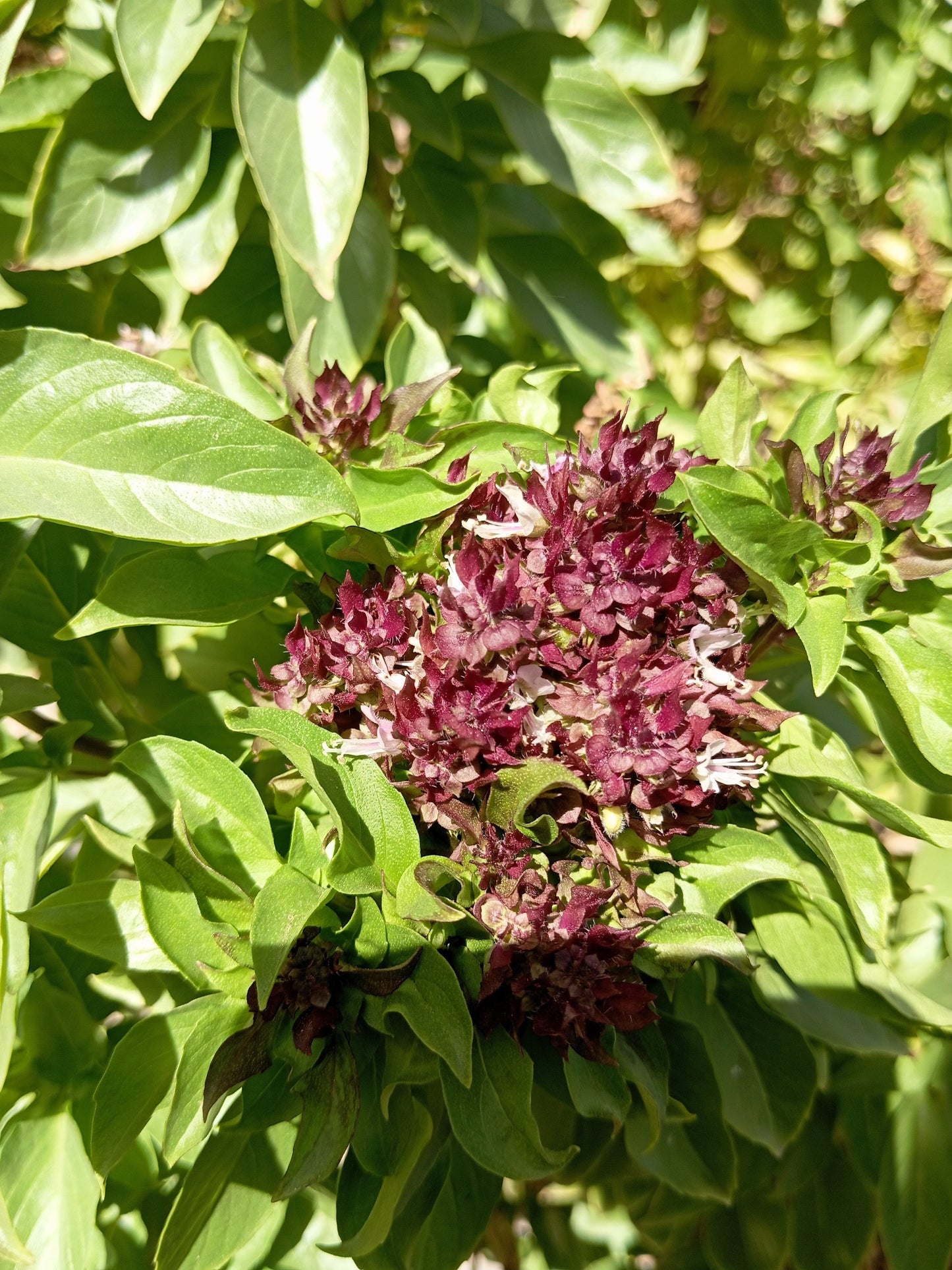 250 SIAM QUEEN Thai BASIL Ocimum Thyrsiflora Herb Flower Seeds