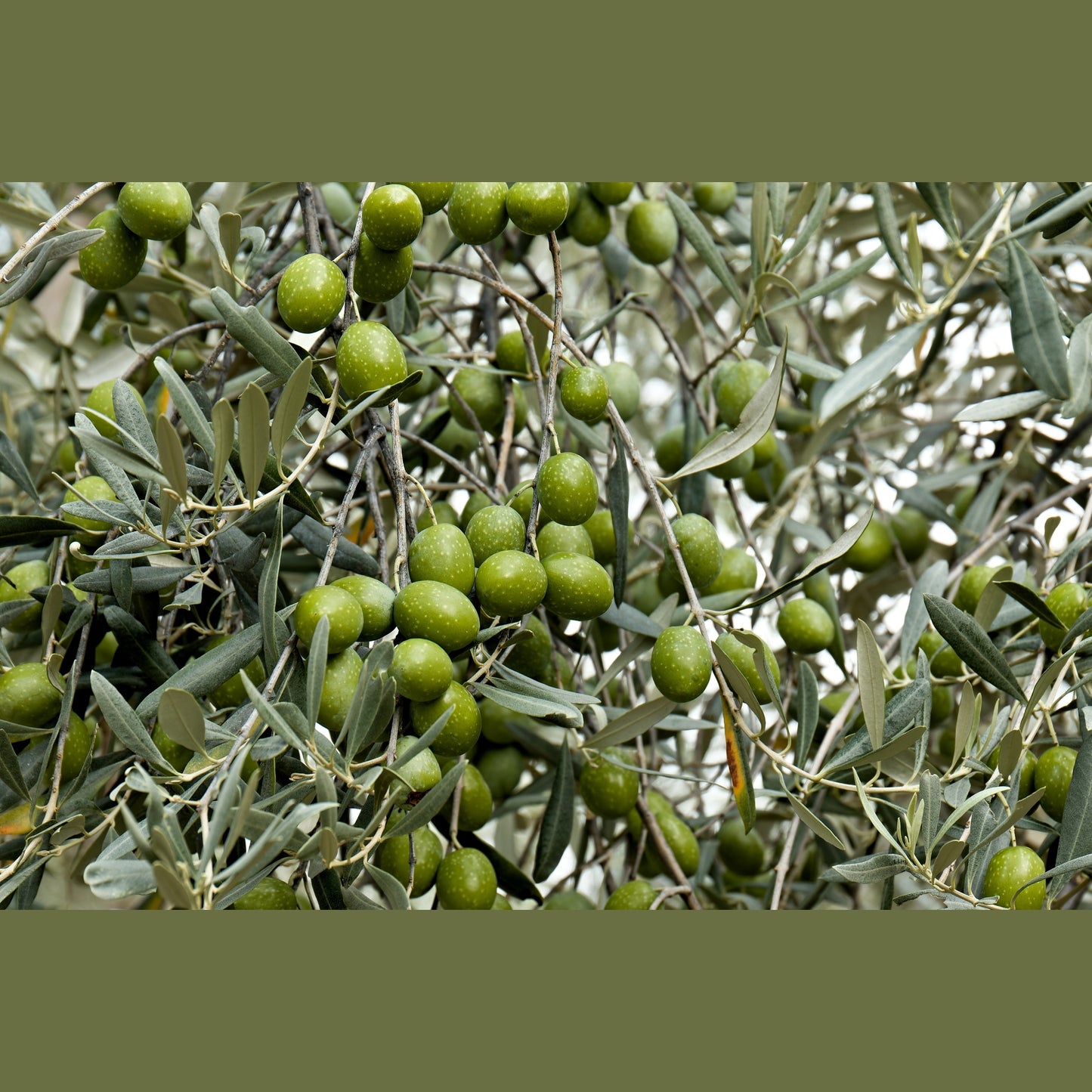 10 CANINO OLIVE TREE Olea Europaea Canino Edible European Common Green Black Fruit Seed