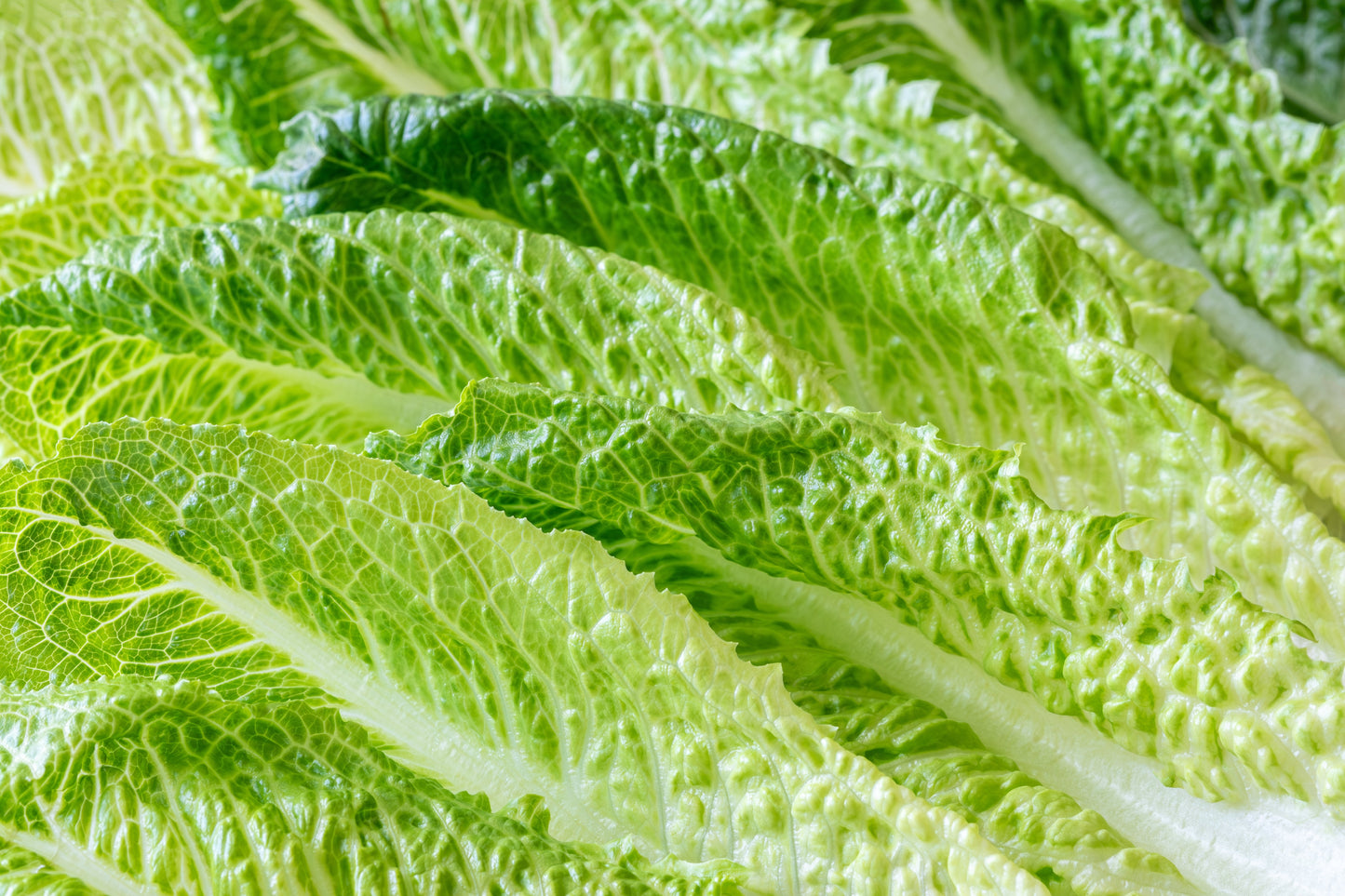 3000 PARRIS ISLAND Romaine LETTUCE Lactuca Sativa Vegetable Seeds