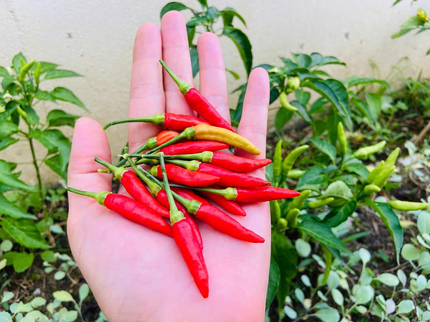 30 BIRDS Eye CHILI PEPPER (Chiltepin Pepper) Capsicum Frutescens Vegetable Seeds