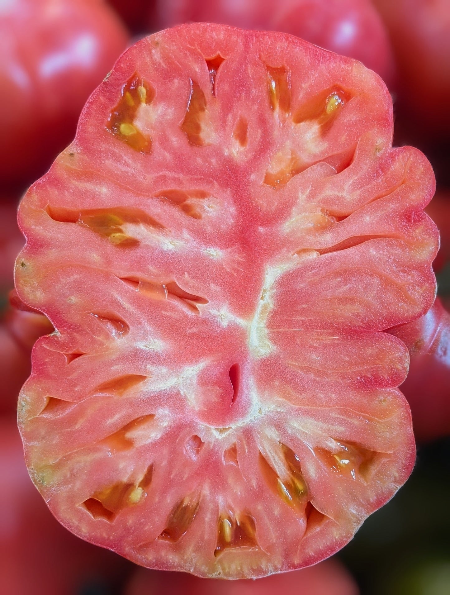 50 Giant BELGIAN PINK TOMATO Huge Pink Skin Lycopersicon Fruit Vegetable Seeds