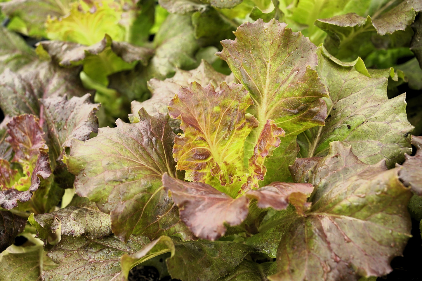 3000 BRONZE MIGNONETTE LETTUCE Butterhead Lactuca Sativa Vegetable Seeds