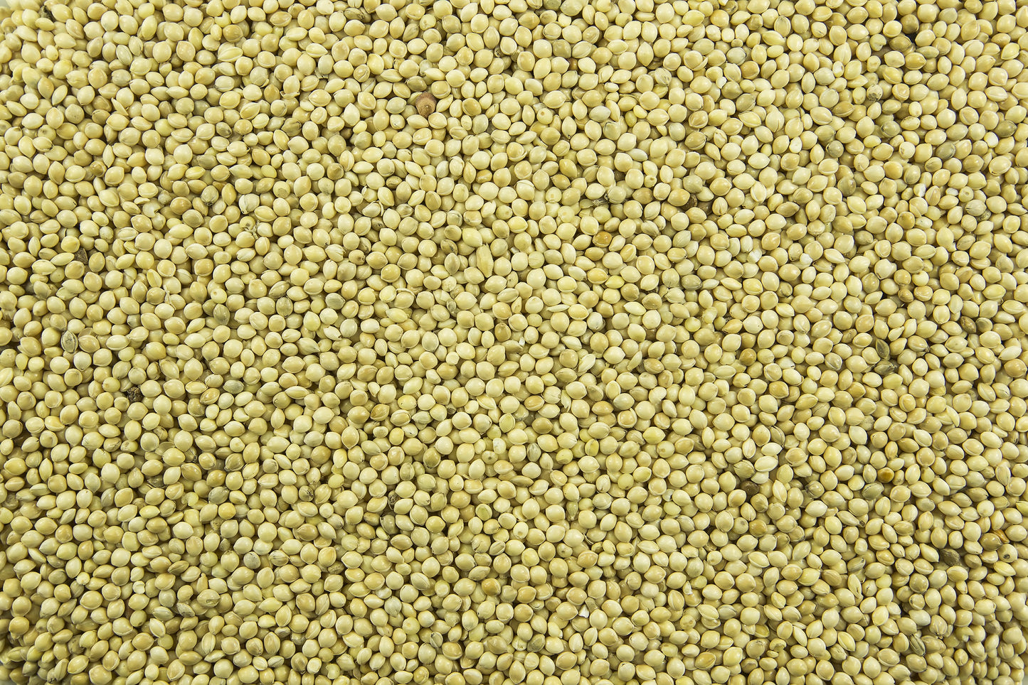 200 PROSO MILLET White Common Panicum Miliaceum Ornamental Grass Vegetable Seeds