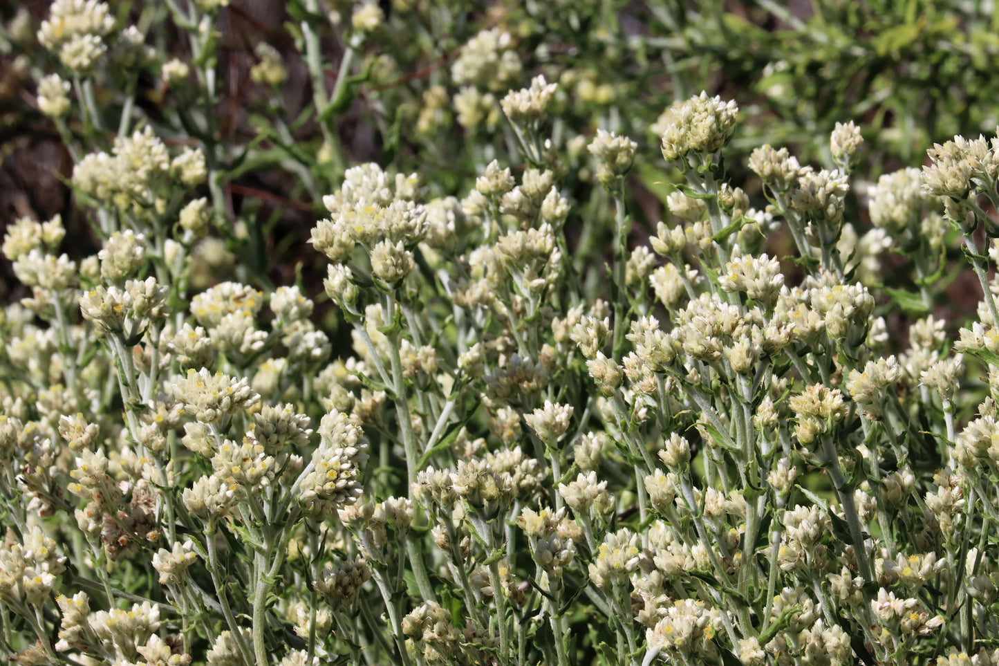 100 White SWEET EVERLASTING Gnaphalium Obtusifolium Butterfly Flower Herb Seeds