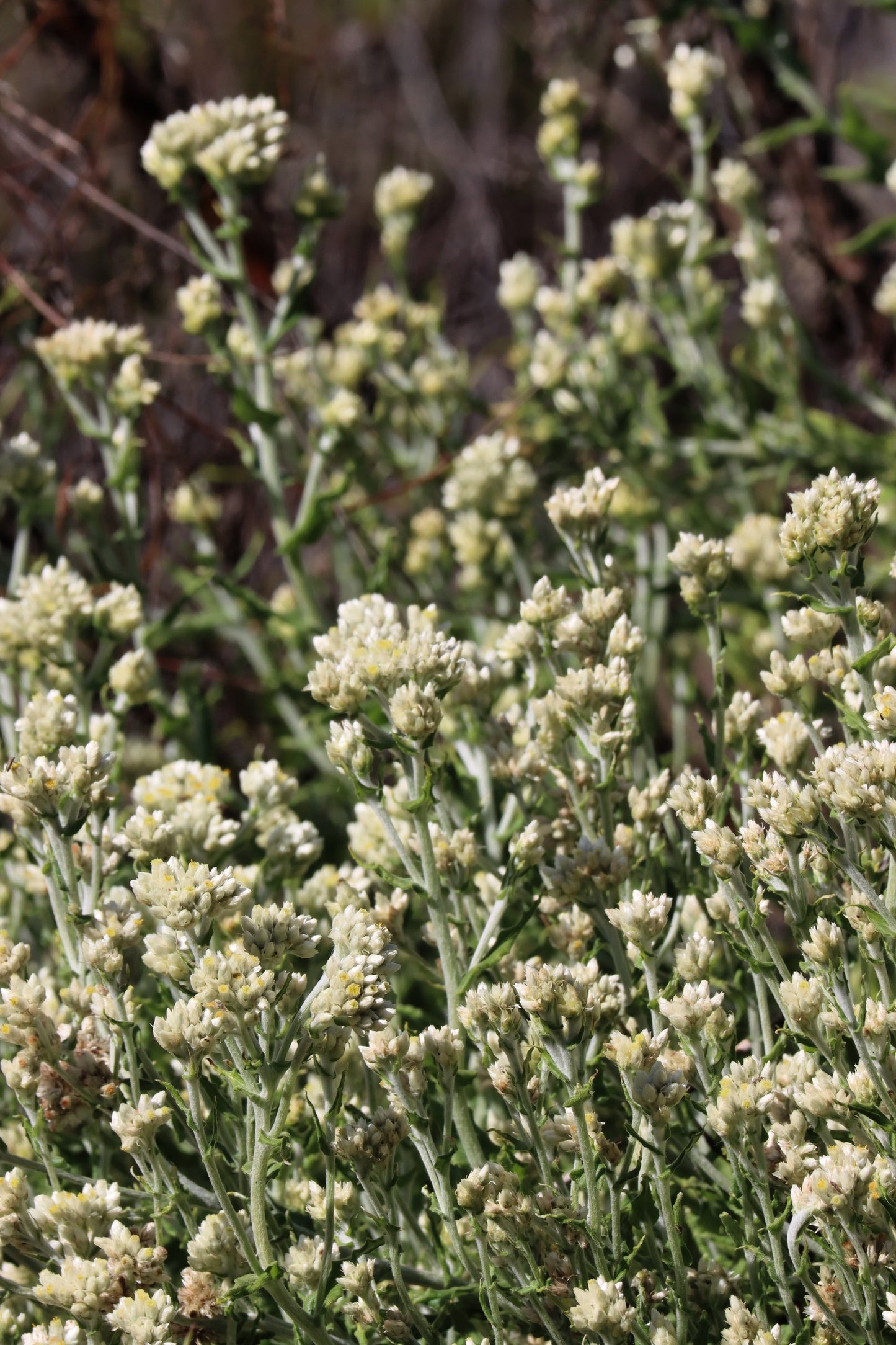 100 White SWEET EVERLASTING Gnaphalium Obtusifolium Butterfly Flower Herb Seeds