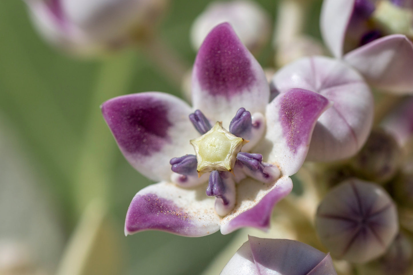 10 GIANT MILKWEED Sodom Apple Calotropis Procera Crown Flower Shrub Seeds