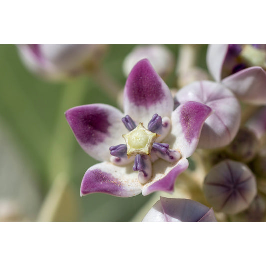 10 GIANT MILKWEED Sodom Apple Calotropis Procera Crown Flower Shrub Seeds