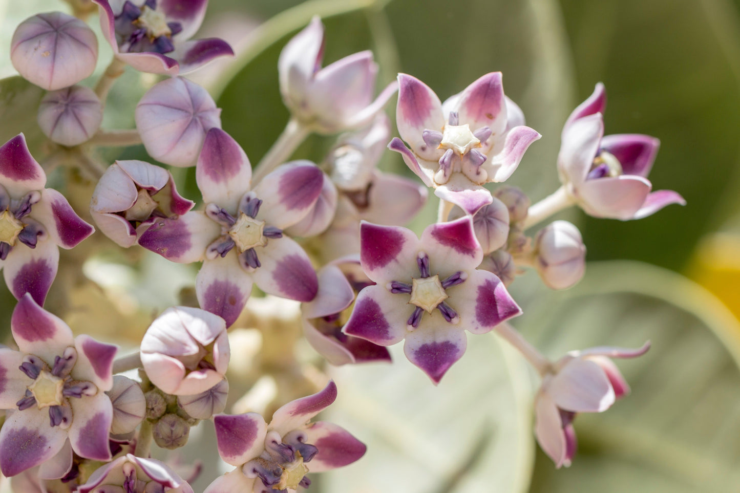 10 GIANT MILKWEED Sodom Apple Calotropis Procera Crown Flower Shrub Seeds
