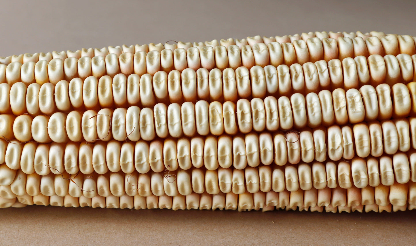 100 Truckers Favorite WHITE SWEET CORN Zea Mays Vegetable Seeds