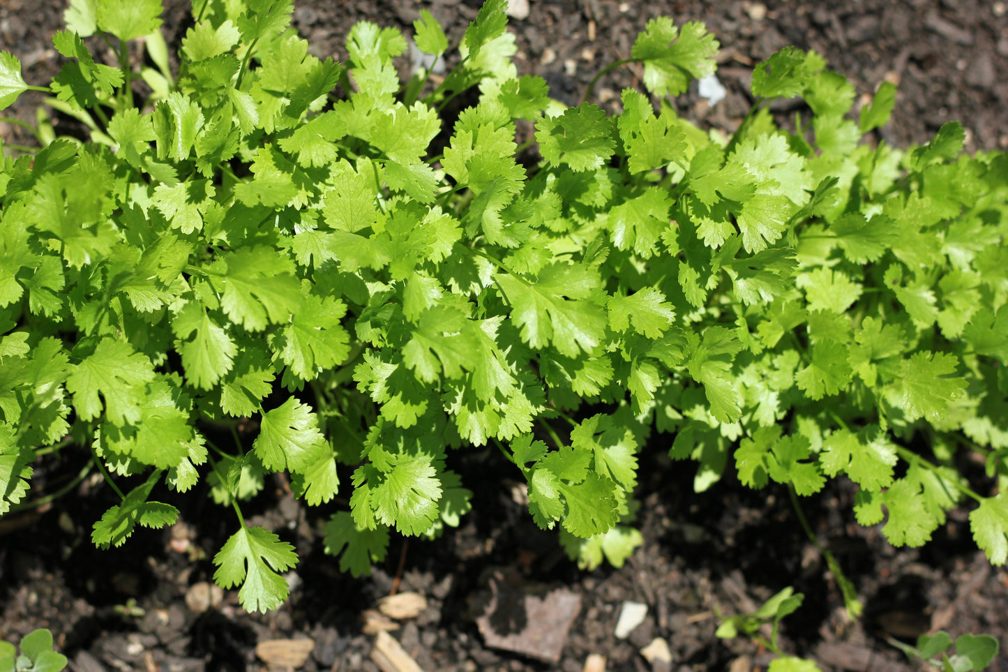 1000 CILANTRO / CORRIANDER / Chinese PARSLEY Coriandrum Sativum Herb Flower Seeds
