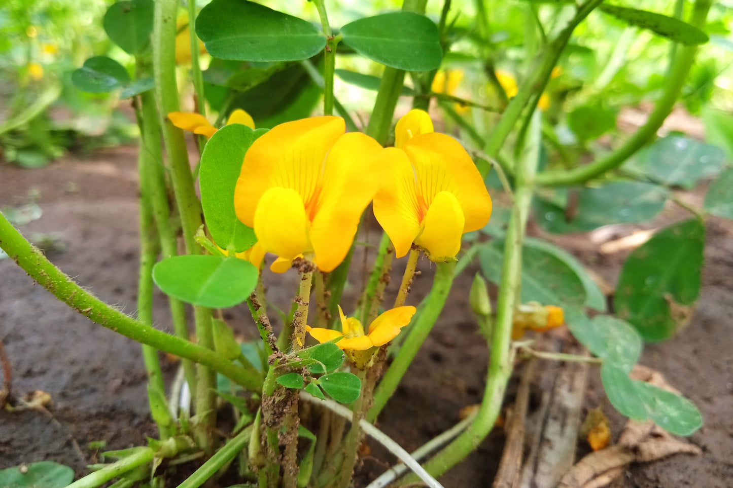 20 Seeds Early SPANISH PEANUT Arachis Hypogaea Perennial Nut Plant