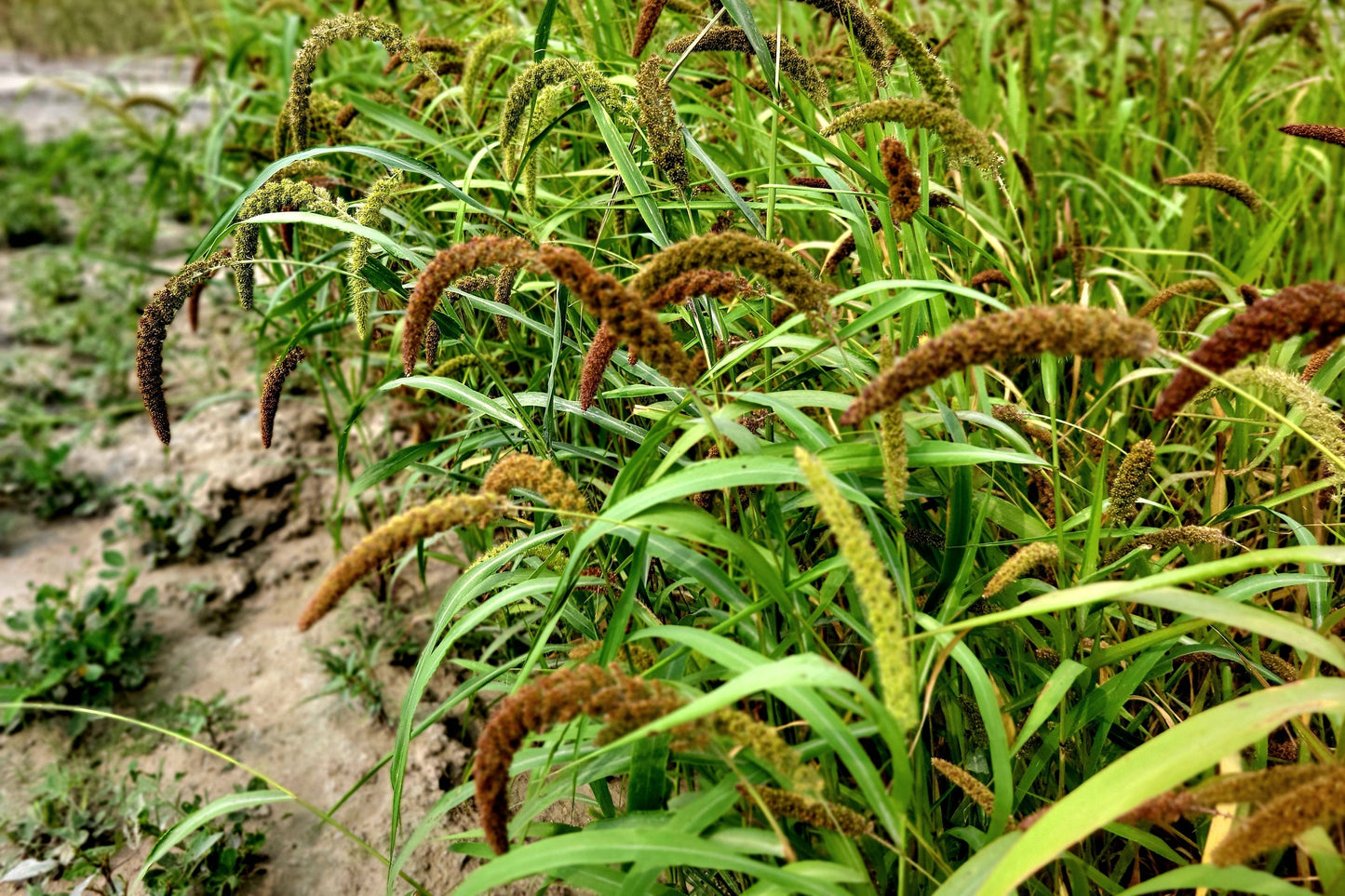 100 FOXTAIL MILLET Setaria Italica Ornamental Grass Flower Seeds