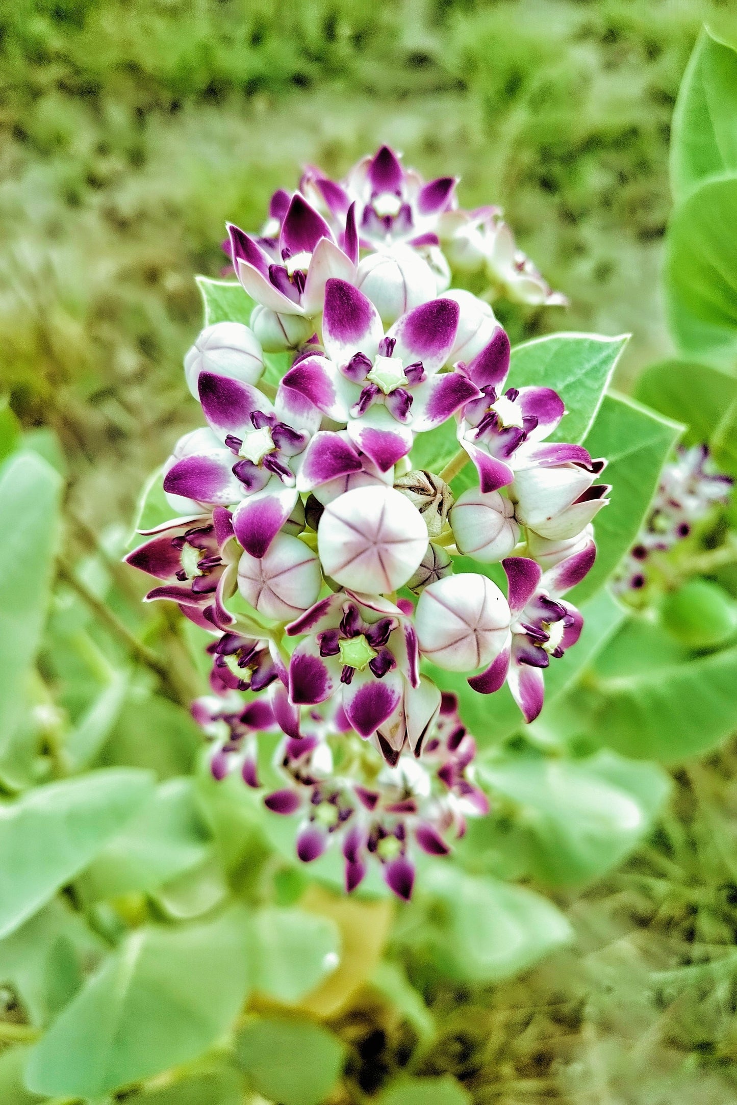 10 GIANT MILKWEED Sodom Apple Calotropis Procera Crown Flower Shrub Seeds