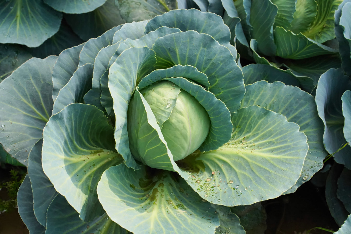 500 DANISH BALLHEAD CABBAGE Brassica Oleracea Capitata Vegetable Seeds